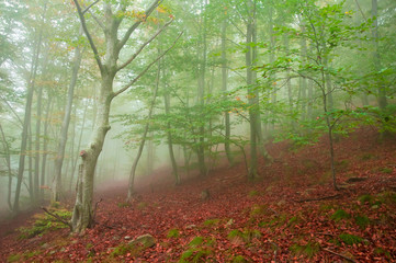 beech forest in autumn with thick fog