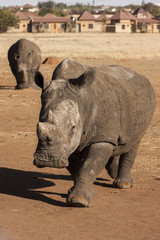 Rhinos on the roads 