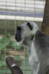 black-and-white colobus monkey