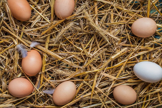 Some chicken eggs lying in the hay