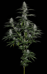 isolated cannabis plant