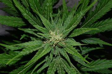 Cannabis flower