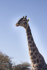 Giraffe in the nature 