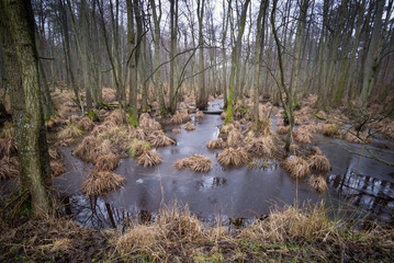 Darß Küstenwald Moor Ostsee