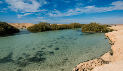 Unusual Mangrove forest and young mangrove trees in the desert in Ras Muhammad National Park in Sinai Egypt.