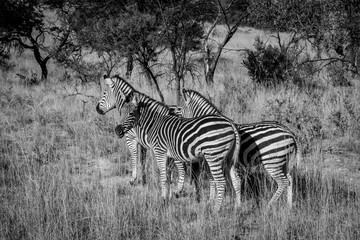 Fototapeta na wymiar zebra in the wilde 