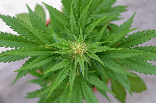 Autoflowering cannabis