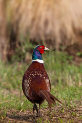 Animal
