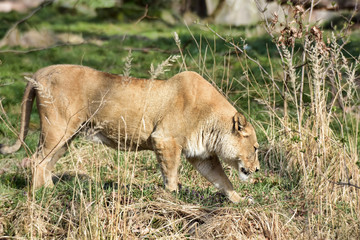 Image of a female lion on nature background. Wild Animals.