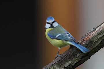animal
