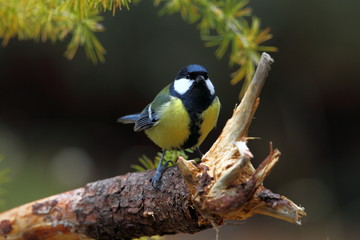 Obraz premium animal