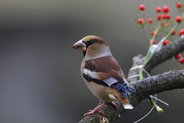 animal