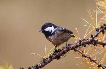 animal