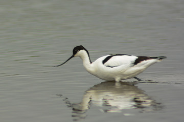 Avocetta (Recurvirostra avosetta) nello stagno - ritratto