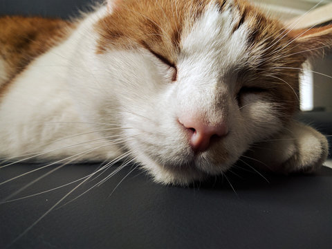 Brown/White Cat on grey Chair sleeping