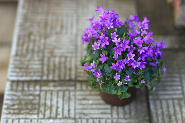 Small purple campanula flowers planted in brown pot on stone stairs