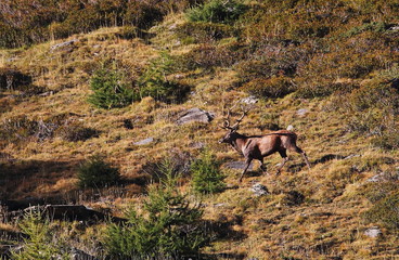 animal