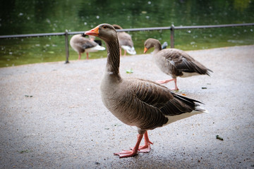 Grey goose in London Park