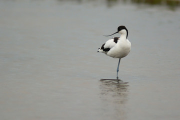 avocetta (Recurvirostra avosetta) nello stagno - ritratto