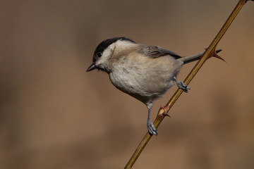 animal