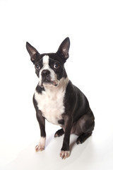 Fototapeta premium Boston terrier modeling. Isolated on white background.