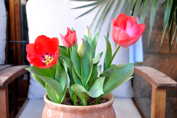 red elegant tulips on pot