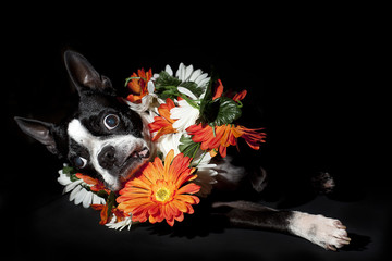 Boston terrier posing with a flower wreath. Isolated on black background.