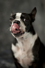 Boston terrier with tongue sticking out.