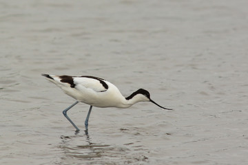 avocetta (Recurvirostra avosetta) nello stagno - ritratto