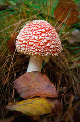 fly agaric mushroom in the forest