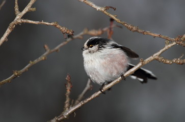 Fototapeta premium Wildlife