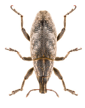 True weevil Cleonus piger or Cleonis pigra isolated on white background, dorsal view of Sluggish weevil.