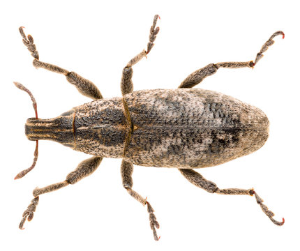 True weevil Cleonus piger or Cleonis pigra isolated on white background, close up of Sluggish weevil.