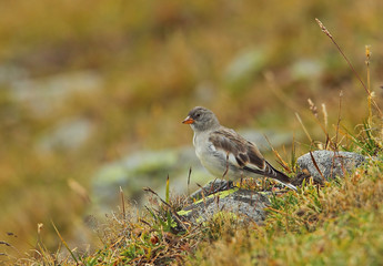 Wildlife