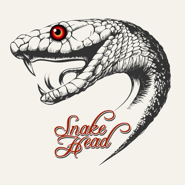 Snake Head Illustration