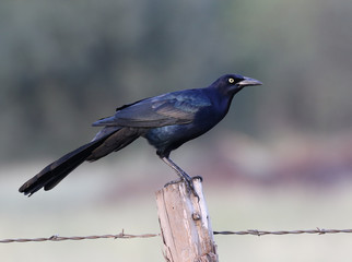 Great-Tailed Grackle on a Fence Post