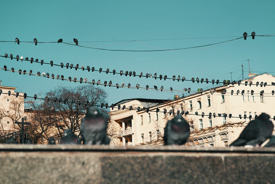 Pigeons on wires in the city