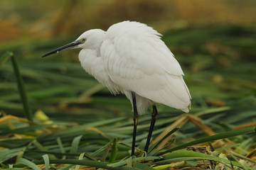 Wildlife