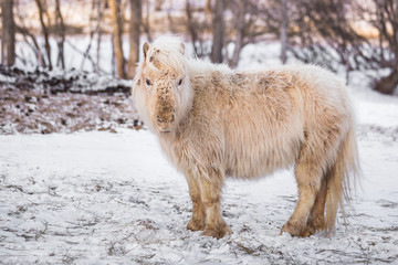 A cute baby pony horse on a snowy field outdoors by the farm