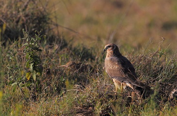 Wildlife