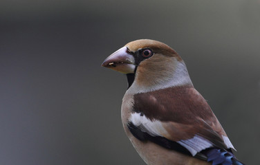 Wildlife