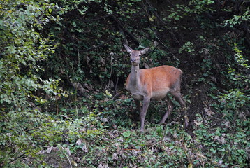 Wildlife