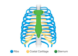 Overview of human rib structure. Illustration about bone Anatomy.