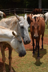 Obraz premium Cavalos