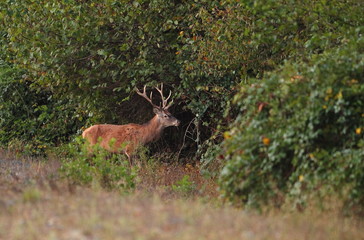 Wildlife