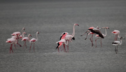 Fototapeta premium Wildlife