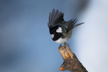 Wildlife