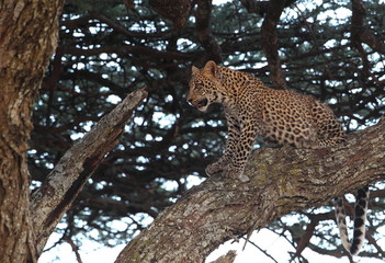 Wildlife