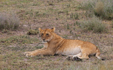 Wildlife