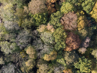 Trees showing Autumn colours